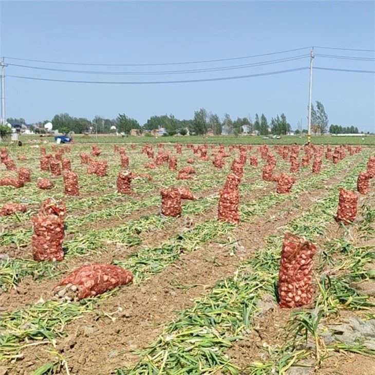 Garlic Combine Harvester